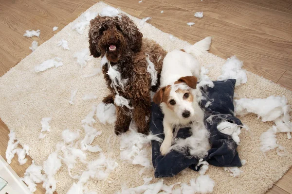 Köpek yaramazlığı. Yastığı parçaladıktan sonra masum bir ifade takınan iki köpek. Ayrılık endişesi ve itaat eğitimi kavramı. Yüksek açı görünümü.