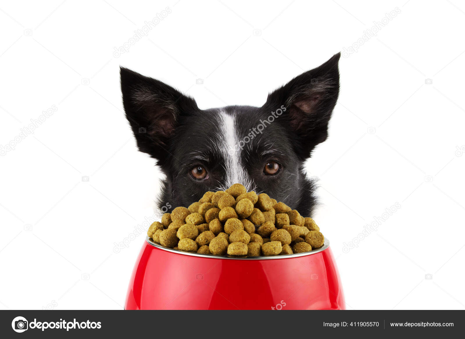 How Much Dog Food Does A Border Collie Eat