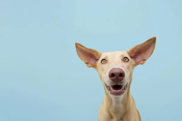 Porträtt Glad Leende Podencohundvalp Isolerad Blå Färgad Bakgrund — Stockfoto