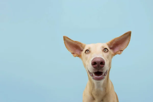 Gülümseyen podenko yavru köpeğinin portresi. Mavi arkaplanda izole edilmiş.
