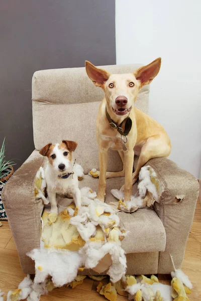 Isırdıktan sonra suç üstü yakalanıp kanepeyi çiğneyen iki köpek yavrusu suçlarını gizleyemedi..