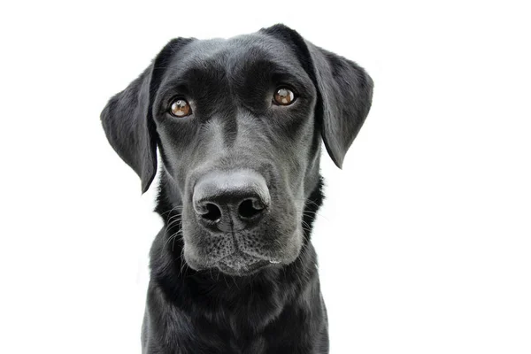 Portret Leuke Zwarte Labrador Retriever Met Serieuze Expressie Geïsoleerd Witte — Stockfoto