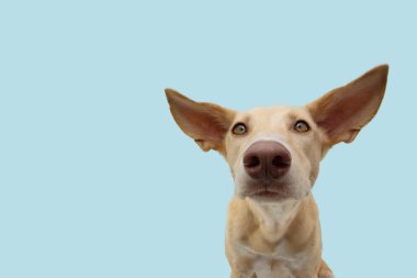 Büyük kulaklı özenli ve dinleyen köpek yavrusu. Mavi arkaplanda izole edilmiş.
