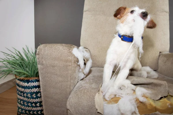 Divertido Perro Atrapado Fraganti Destruyendo Masticando Sofá — Foto de Stock