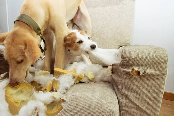 Dois Cachorros Cães Pegos Mordendo Flagrante Destruindo Mastigando Sofá — Fotografia de Stock