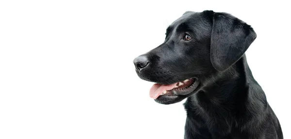 Profiel Zwarte Labrador Puppy Hond Geïsoleerd Witte Achtergrond — Stockfoto