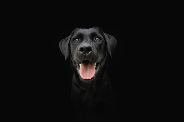 Portrait Black Labrador Dog Happy Expression Isolated Black Background — Stock Photo, Image