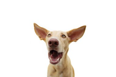 Funny surprised puppy dog face expression with big ears. Isolated on white background. clipart