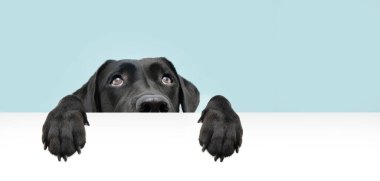 Yakın plan, siyah labrador köpeği yukarıdan sana bakıyor. Boş bir tabela üzerinde asılı duran balina gözü ve mesaj için yer var. Renkli mavi arkaplanda izole. 