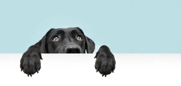 Yakın plan, siyah labrador köpeği yukarıdan sana bakıyor. Boş bir tabela üzerinde asılı duran balina gözü ve mesaj için yer var. Renkli mavi arkaplanda izole. 
