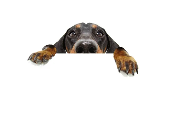 Close Esconder Cão Dachshund Preto Olhando Pendurado Patas Sobre Sinal — Fotografia de Stock
