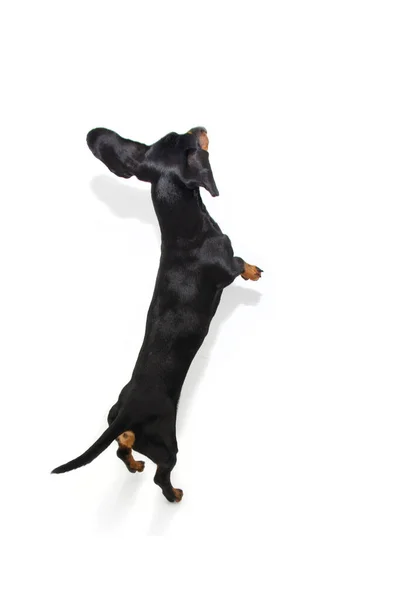Filhote Cachorro Cão Dachshund Engraçado Saltando Isolado Sobre Fundo Branco — Fotografia de Stock