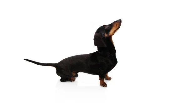 Cachorrinho Cão Dachshund Masculino Olhar Para Cima Isolado Fundo Branco — Fotografia de Stock