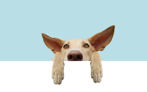 Close Hide Attentive Listening Puppy Hound Dog Big Ears Paws — Stock Photo, Image