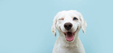 Mutlu köpek yavrusu bir gözünü kırpıyor ve gözleri kapalı mavi bir sırt çantasına gülümsüyor..