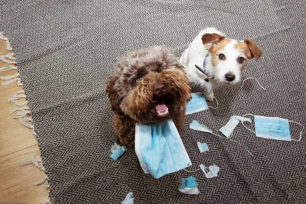 Dos Perros Atrapados Con Las Manos Masa Después Destruir Morder — Foto de Stock