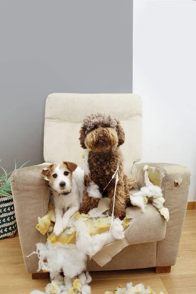 Dos Perros Culpables Después Morder Destruir Sofá Con Expresión Inocente — Foto de Stock