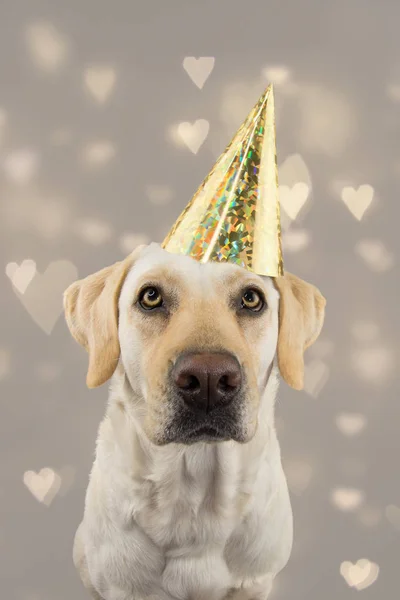 Dog In Golden Birthday Ou New Year Hat Labrador Retrait Celebre Une Partie Feu D Etude Isole Contre Gray Contexte Colorant Avec Les Coeurs Defournis Surveillance Recuperateur Carnaval Stock Photo