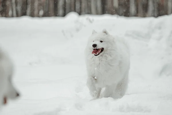 people playing with funny dog in winter forest