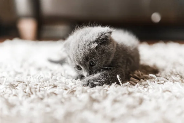 Niedliches Persisches Kätzchen Katzenliebhaber Verein — Stockfoto