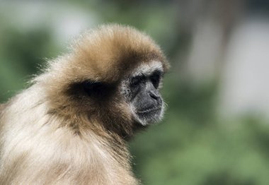 Lar jibon Başkanı. Sığ derinlik-in tarla