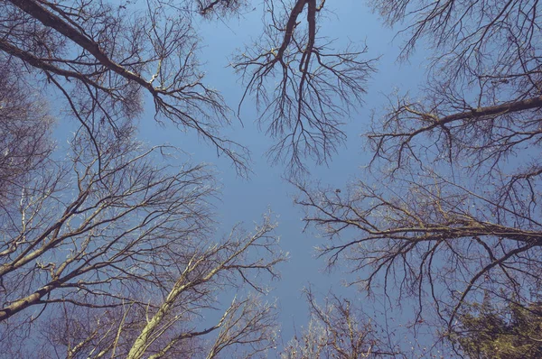 Κορυφές Δέντρων Δει Από Κάτω Μέρος Κατά Της Μπλε Του — Φωτογραφία Αρχείου