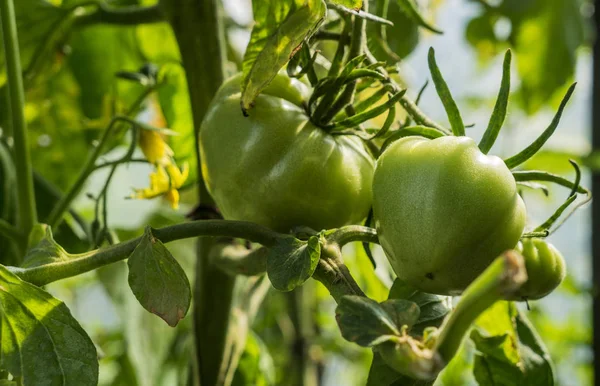 Two green tomatoes, hanging on plant