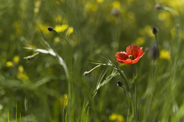 Bulanık Çayır Arka Plan Üzerinde Kırmızı Haşhaş Çiçek — Stok fotoğraf