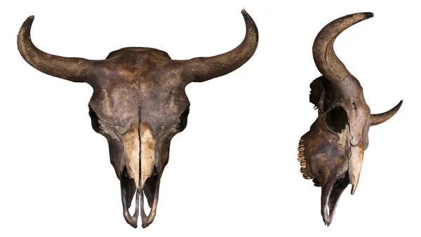 Cráneo Bisonte Europeo Aislado Sobre Fondo Blanco Imagen De Stock
