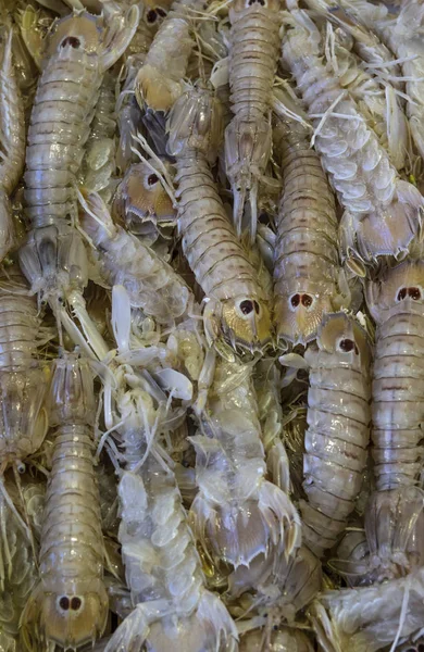 Squilla Mantis Shrimps Close — Stock Photo, Image