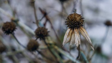 Yaprakları en kaybetti kuru çiçek sonbahar resmi