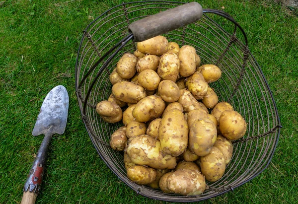 Frisch Geerntete Neue Kartoffeln Trocknen Altem Metallkorb — Stockfoto