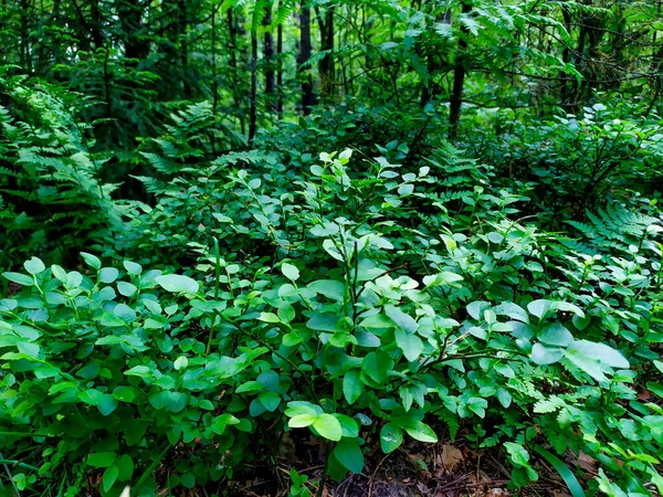 Blueberry bushes in the forest. Glade of blueberries. Beautiful summer forest with different trees.