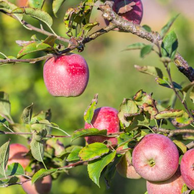 Elma bir elma bahçesi bir ağacın dalında asılı. Metin için yer kopyalayın