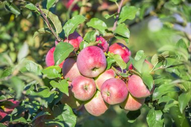 Elma bir elma bahçesi bir ağacın dalında asılı. Metin için yer kopyalayın