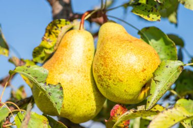 Armut ağaçları armut bahçesine ağaç dalından asılı. Metin için yer kopyalayın
