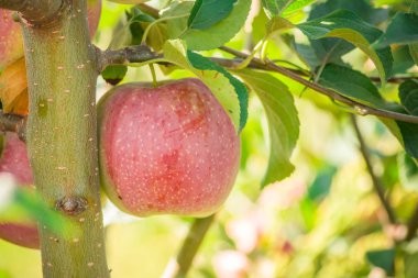Elma bir elma bahçesi bir ağacın dalında asılı. Metin için yer kopyalayın