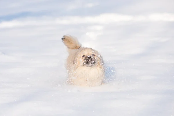 Filhote Cachorro Pequim Neve Inverno — Fotografia de Stock