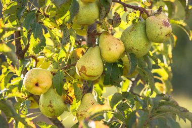 Armut ağaçları armut bahçesine ağaç dalından asılı. Metin için yer kopyalayın