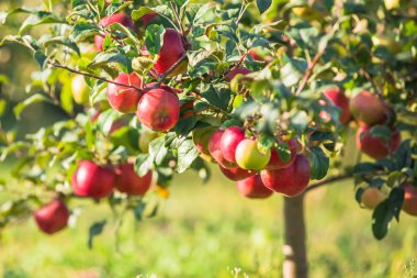 Elma bir elma bahçesi bir ağacın dalında asılı. Metin için yer kopyalayın