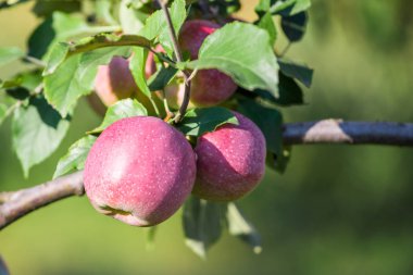 Elma bir elma bahçesi bir ağacın dalında asılı. Metin için yer kopyalayın
