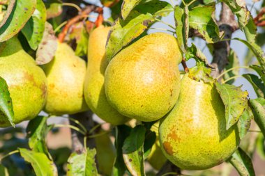 Armut ağaçları armut bahçesine ağaç dalından asılı. Metin için yer kopyalayın