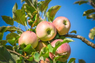 Elma bir elma bahçesi bir ağacın dalında asılı. Metin için yer kopyalayın