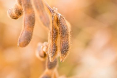  Olgun soya bakla alanında. Metin için yer kopyalayın