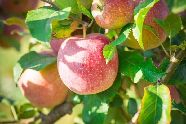 Apples hanging from a tree branch in an apple orchard. Copy space for text