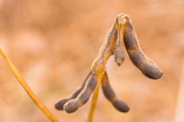  Olgun soya bakla alanında. Metin için yer kopyalayın