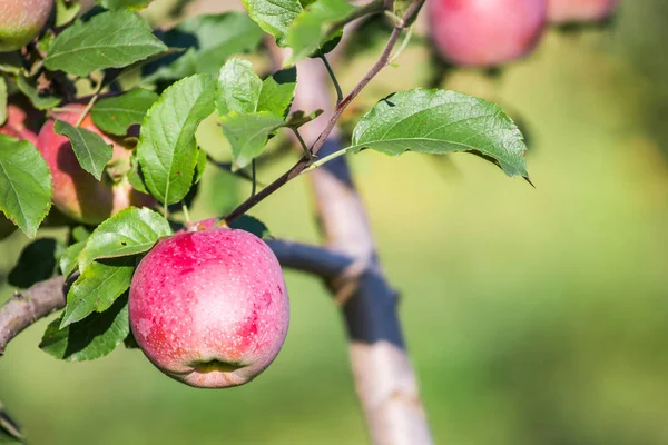 Elma bir elma bahçesi bir ağacın dalında asılı. Metin için yer kopyalayın