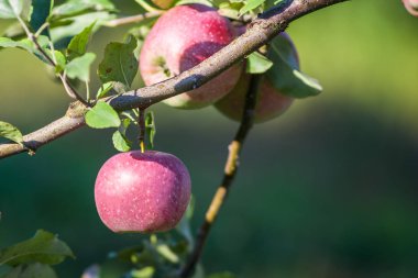 Bir elma bahçesi bir ağacın dalında asılı elma