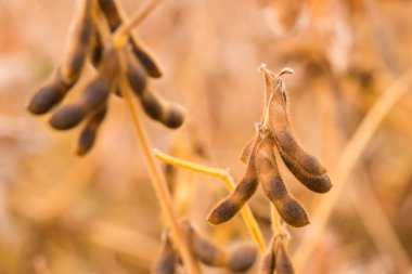  Olgun soya bakla alanındaki
