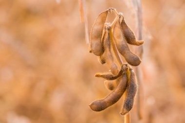  Olgun soya bakla alanındaki